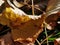 Sun shines on brown fallen leaves