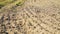 Sun shines on dry field, closeup detail, some green grass in background, camera slides slowly