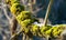 Sun shines on fine green moss growing in forest over tree - melting snow near, closeup