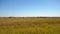 Sun shines on flat grassland savanna landscape in Andranovory region of Madagascar - only grass bushes and small trees