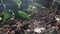 Sun shines on forest strawberries and other plants in closeup, ground detail