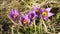 Sun shines at group of greater pasque flowers  Pulsatilla grandis  on dry grass