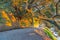 Sun shines low and through tangled branches of puhutukawa trees and across walking track