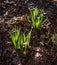 Sun Shines through new Spring Daffodil Plants