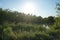 The sun shines over Lake Wuhlesee in July. Berlin, Germany