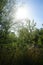 The sun shines over the narrow river Wuhle with lush summer vegetation on the banks. Berlin, Germany