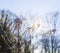 The sun shines through the plant with twisted stems of winter frost