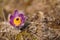 Sun shines on purple greater pasque flower - Pulsatilla grandis - in dry grass, detailed macro photo
