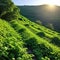 The sun shines on a restored, reclaimed hill covered with vegetation. Concept - healing the Earth