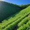 The sun shines on a restored, reclaimed hill covered with vegetation. Concept - healing the Earth