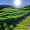 The sun shines on a restored, reclaimed hill covered with vegetation. Concept - healing the Earth