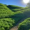 The sun shines on a restored, reclaimed hill covered with vegetation. Concept - healing the Earth