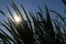 The sun shines through the silhouettes of large cane leaves