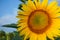 The sun shines on a sunflower in a field under a blue sky