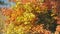 Sun shines to vibrant orange and yellow autumn coloured leaves moving in slow wind, closeup detail - abstract Indian summer mood