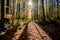 the sun shines through the trees on a path in the forest