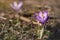 Sun shines on wild purple and yellow iris flowers Crocus heuffelianus / discolor growing in spring dry grass