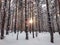 The sun shines in the winter forest