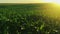 Sun Shining Above Countryside Rural Landscape Green Maize Corn Field Plantation. Farmland In June Month. Agricultural