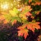 Sun shining on autumn colored maple leaves.