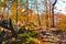 Sun shining on a beautiful colorful forest. Trees have amazing autumn colors. Fall foliage, stones on the forest way. Hilly