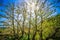 Sun is shining through cypres trees near muir woods california