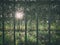 Sun shining through dense forest trees seen from a metal fence bar openings