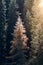 Sun shining through the forest fir trees spruces autumn fall panorama vertical format