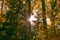 Sun Shining Through Forest Trees Foliage in Autumn