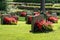 Sun shining on gravestones with red and pink flowers on a beautiful and well cared cemetery in Sweden