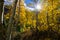 Sun shining through a grove of aspen trees