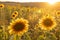 Sun shining on hundreds of sunflowers