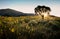 Sun shining through a juniper tree with sunflowers