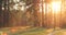 Sun Shining Over Forest Lane, Country Road, Path, Walkway Through Pine Forest. Sunset Sunrise In Summer Forest Trees