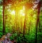 Sun shining over a path in Basse Terre jungle in Guadeloupe