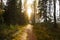 Sun shining over road, path, walkway through forest. Sunset Sunrise