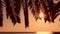 Sun shining through palm tree. Tropical sunset background.