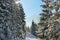 The sun shining through pine trees covered in snow