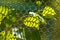 The sun shining through radiating green leaves. Green leaves with patterned shade from the lattice