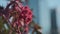 Sun shining upon red castor bean plant