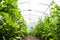 The sun is shining through the roof of home greenhouse with tall and lush cucumber bushes