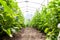 The sun is shining through the roof of home greenhouse with tall and lush cucumber bushes