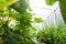 The sun is shining through the roof of home greenhouse with tall and lush cucumber bushes