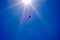 Sun Shining on Seagull Flying on a Cloudless Sky