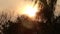 Sun shining through smog, palm tree in jungles. India