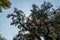 Sun shining through a spanish moss covered live oak tree near Charleston