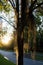 Sun shining through Spanish moss on a live oak tree