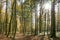 Sun Shining Through Swiss Forest Trees on a Sunny Spring Day