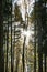 Sun Shining Through Swiss Forest Trees on a Sunny Spring Day