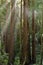 Sun Shining thru Old Growth Coast Redwood Trees.